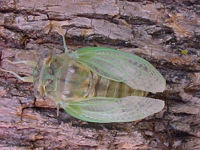 cicada025F.jpg