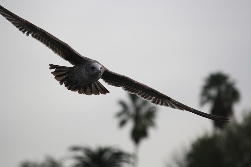 IMAGE: http://img.photobucket.com/albums/v179/lowincash/seagullfly.jpg