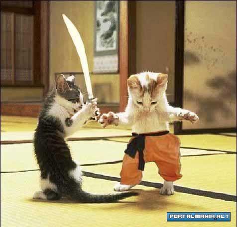 kittens samurai fighting