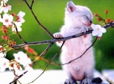 kitten hanging onto a flowering cherry branch