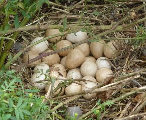 eggs