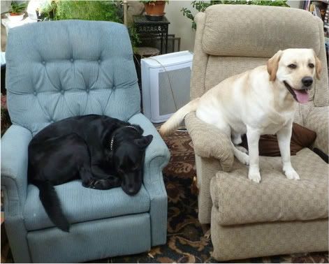 dogs
