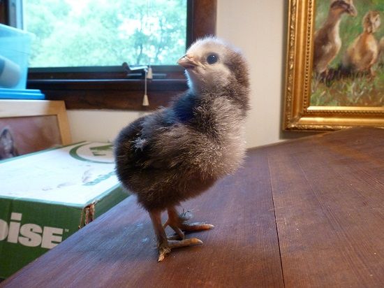 chicken freedom