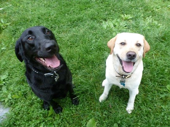 two dogs