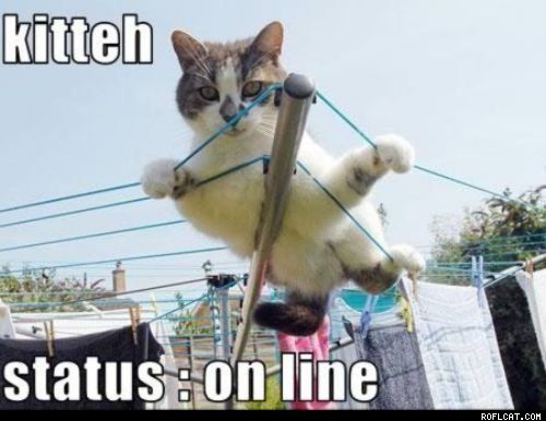 catonline_zps467059fa.jpg