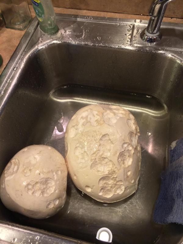 Sink mushrooms photo Photo10-24-1355907PM_zps7f1517e8.jpg