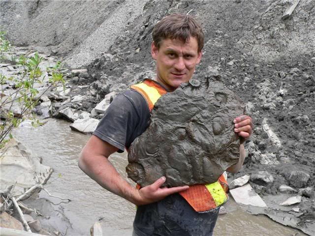 ammonites.jpg