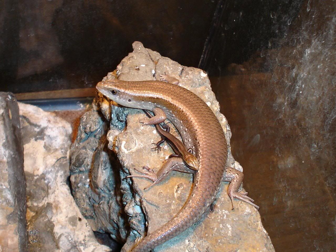 gold skink