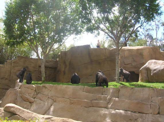 for some reason, i couldn\'t stop taking pictures of these gorillas.  courtney and mark had to eventually pull me away or else i would have stood there all day.