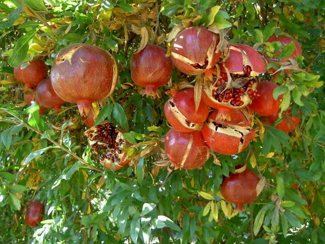 Pict0161.jpg