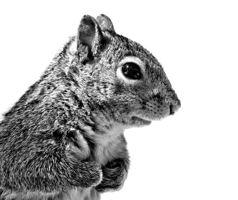 IMAGE: http://img.photobucket.com/albums/v181/762x51/Photography/PrizeFighter800.jpg