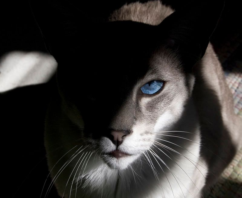 IMAGE: http://img.photobucket.com/albums/v181/762x51/Photography/Simon1_Md.jpg