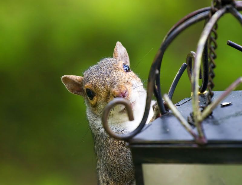 IMAGE: http://img.photobucket.com/albums/v181/762x51/Photography/Squirrel2.jpg