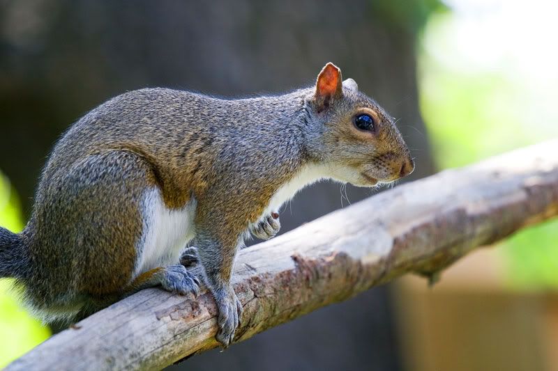 IMAGE: http://img.photobucket.com/albums/v181/762x51/Photography/Squirrel3.jpg