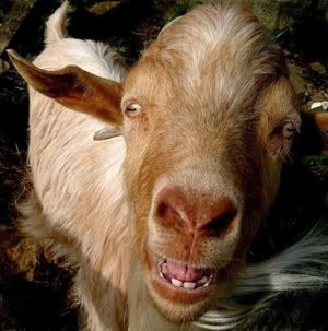goat-1.jpg