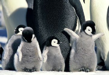 image from the documovie -march of the penguins-