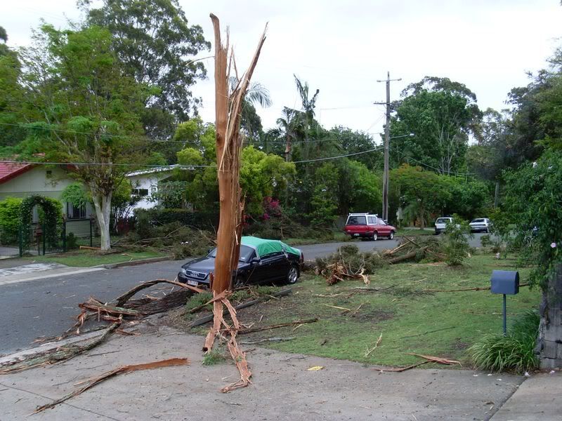 Lightning Tree 4, Tree struck by lightning in Brisbane suburb on Nov 16 2008.  Breeze blew danaged tree down.  Audi destroyed.