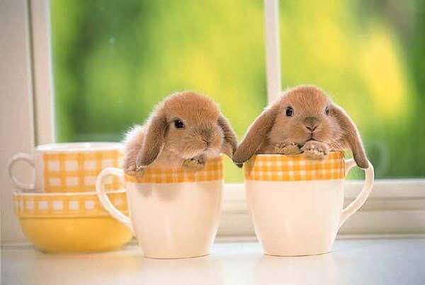 bunnies_cups.jpg