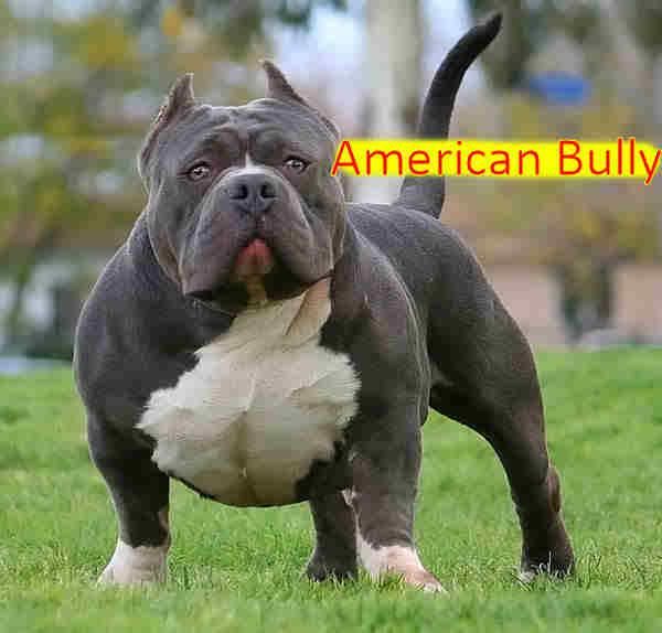 1308505378_191718931_1-Fotos-de--American-Bully-Filhote-a-Vender.jpg