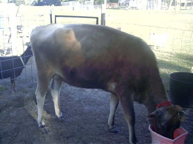 We got our cow! - Cattle