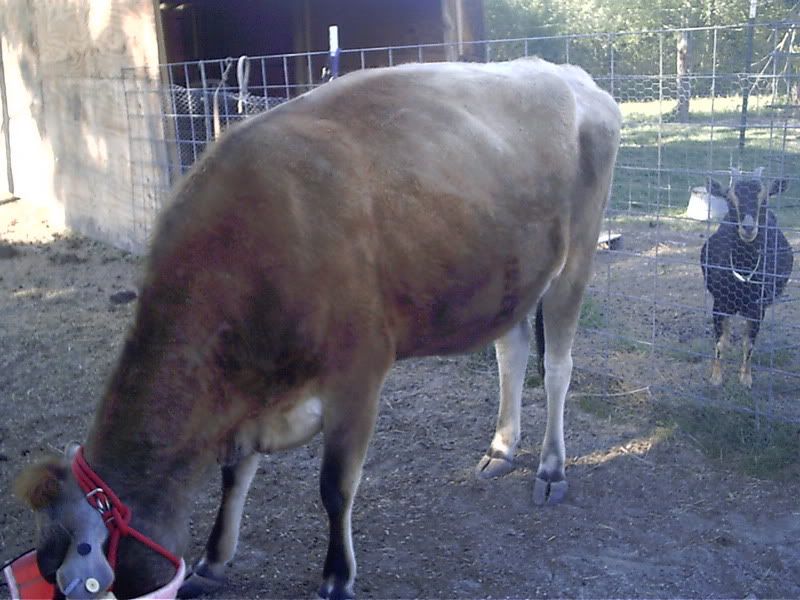 We got our cow! - Cattle