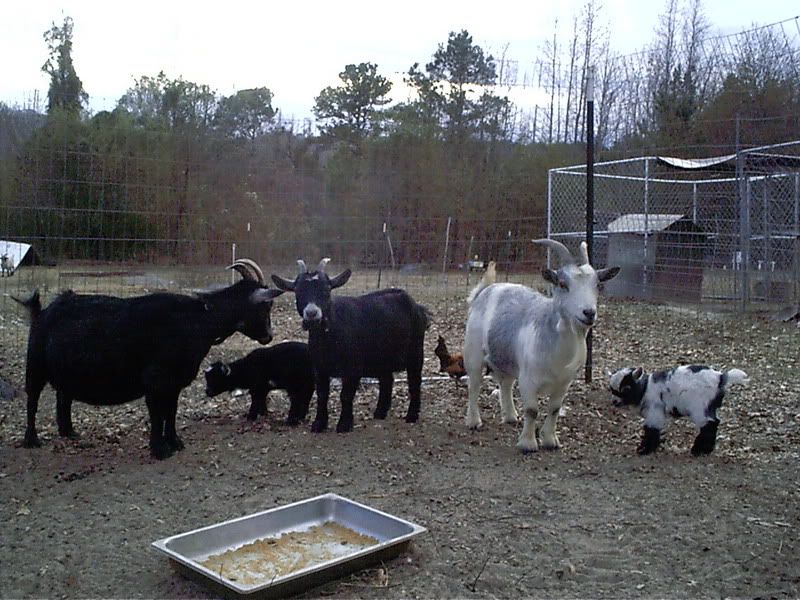 Pygmy Advice Please - Goats