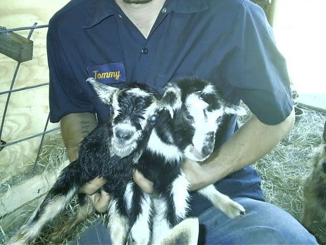 Twins!!!! - Goats