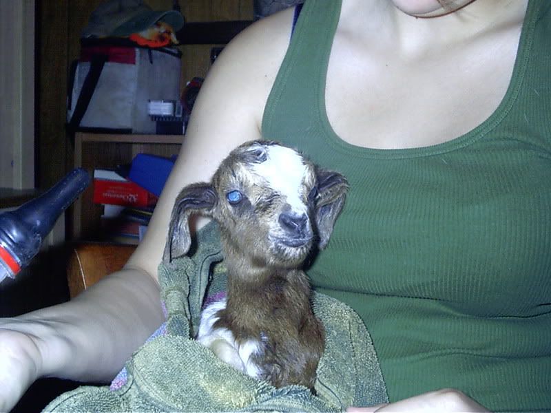 A little advice please - Goats