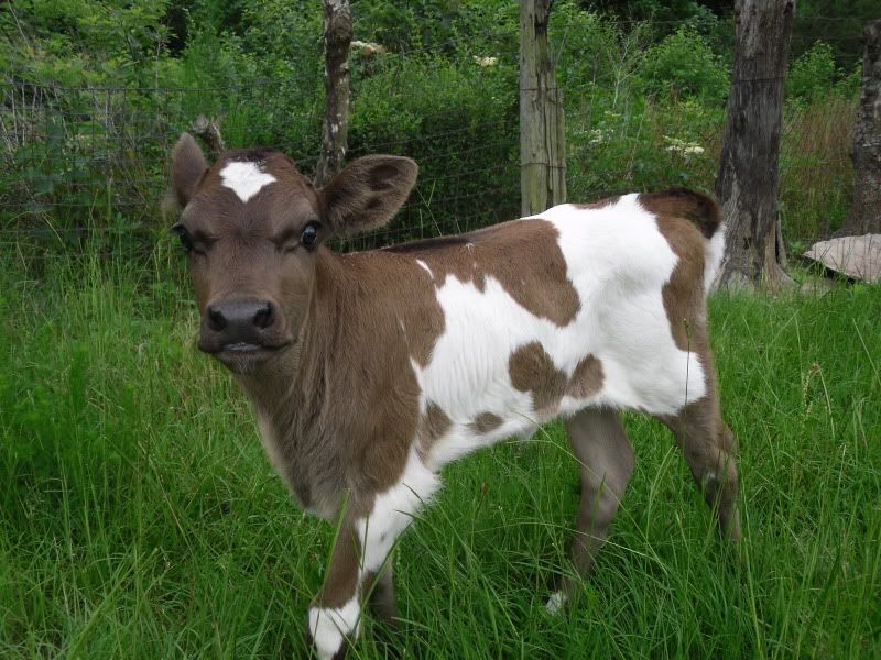 Some advice please - Cattle