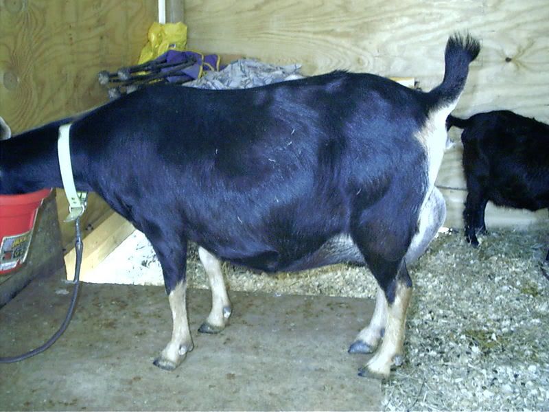 Day 146 & counting...Look MamaJohnson - Goats