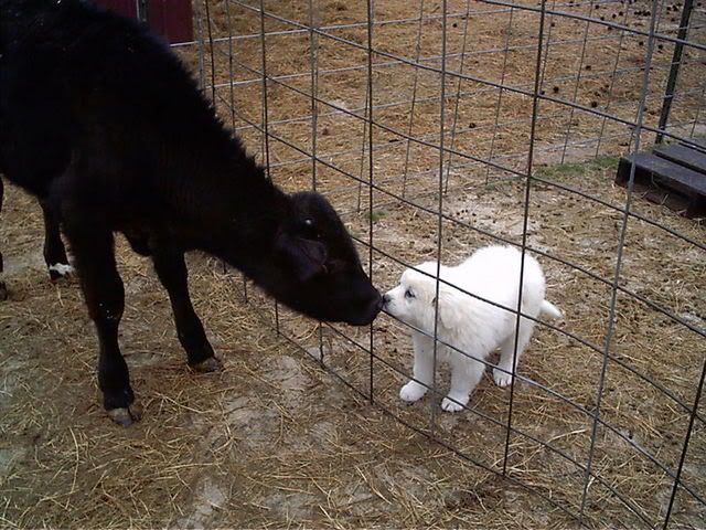 Caution - LGD On Duty - Goats