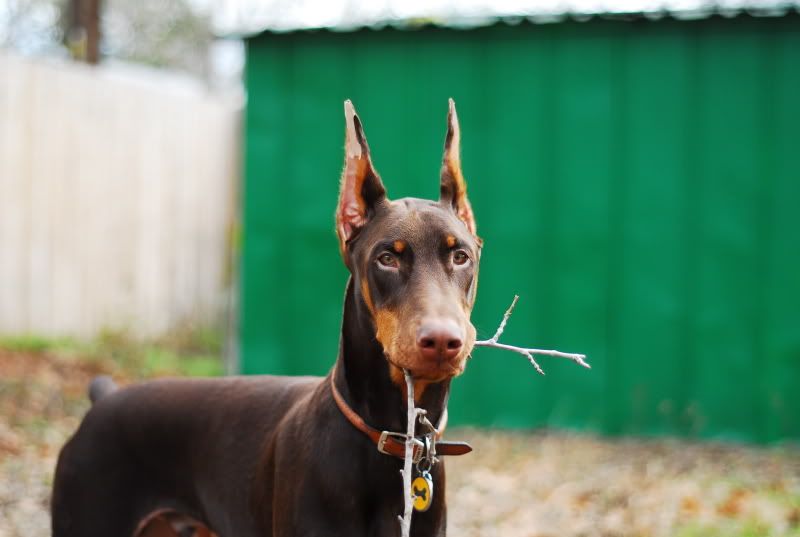 Medium crop? or show crop? Doberman Forum Doberman Breed Dog Forums
