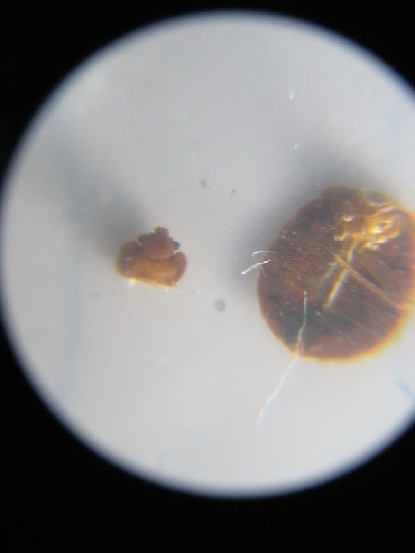 Is this a Bed Bug Part 2 - Second One Found! Â« Got Bed Bugs ...