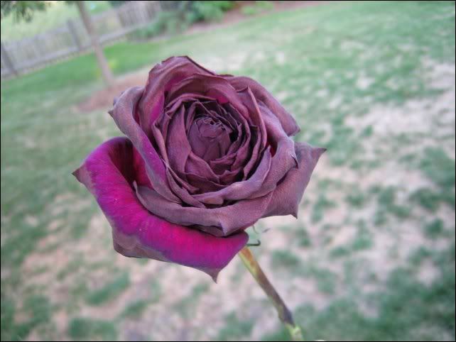 Sorry, not up for discussion