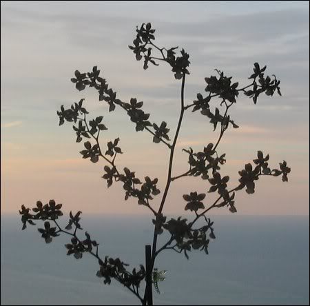 Bye Bye Black Hair (and all hair)