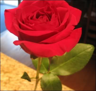 re: Orchids Are Pretty