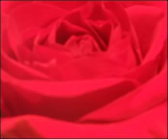 re: Orchids Are Pretty