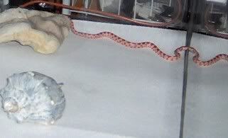 mysnake1.jpg