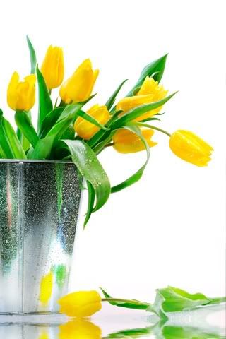 Tulips Pictures, Images and Photos