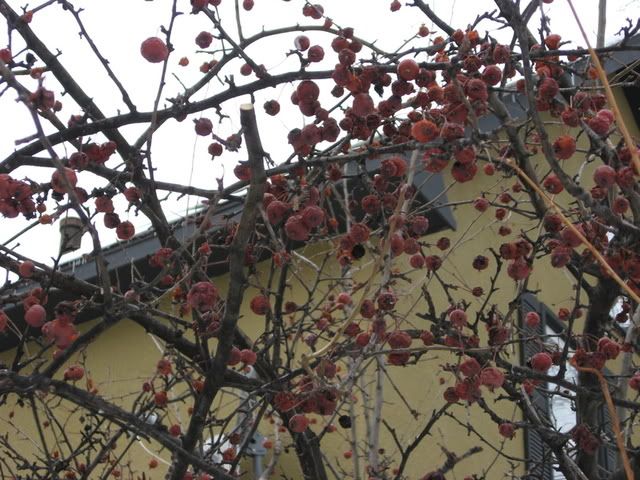 Winter Sky and Fruit