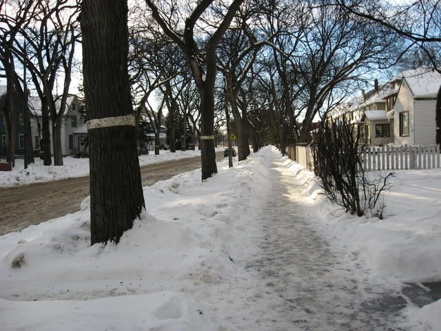 Jessie Avenue, January 6 2008
