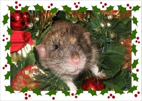 CocoaCard.jpg Cocoas Christmas Card image by merrywicked