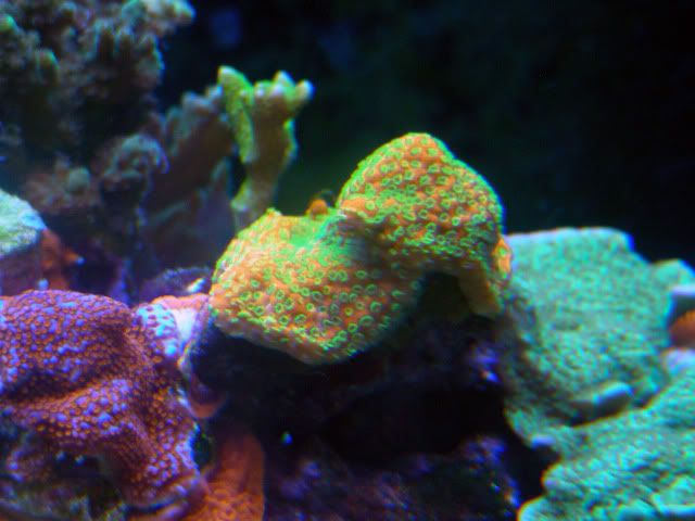 fishtanks2-19-10002.jpg