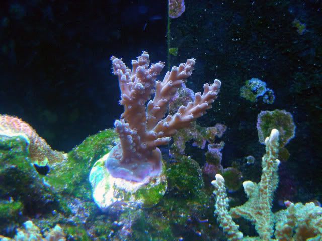 fishtanks2-19-10016.jpg