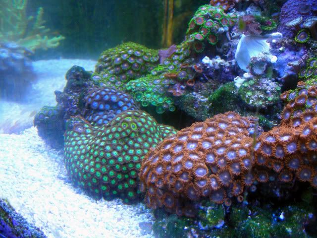 fishtanks2-19-10020.jpg