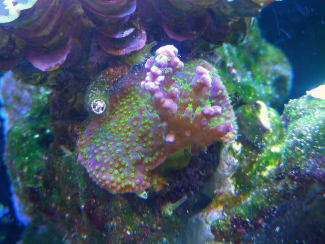 fishtanks2-19-10025.jpg