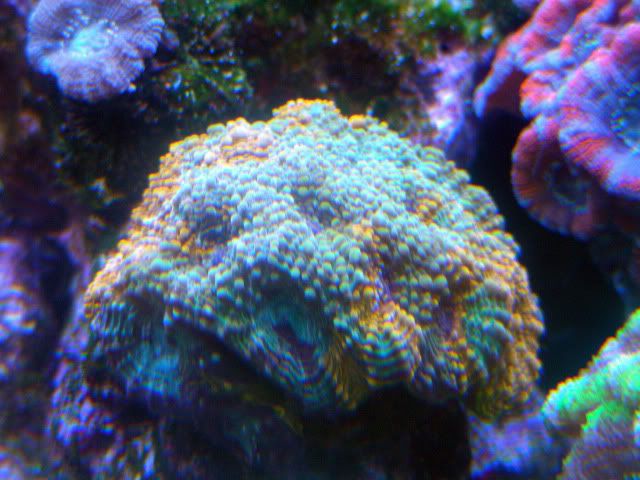 fishtanks2-19-10029.jpg