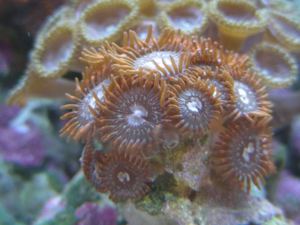 120galcorals7-8-08004.jpg