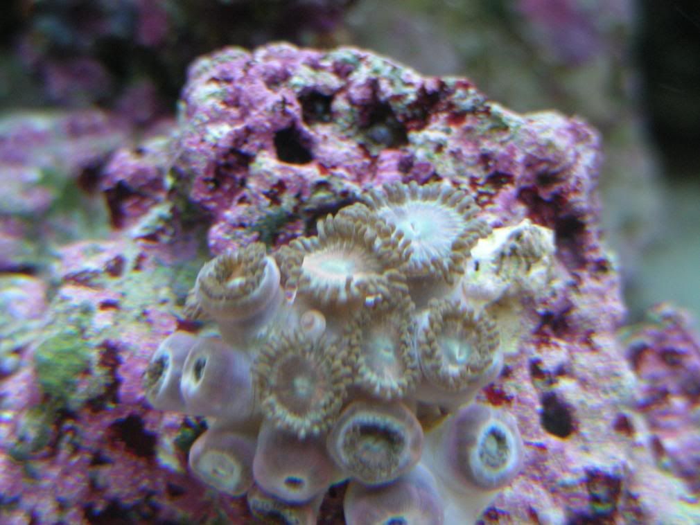 120galcorals7-8-08016.jpg