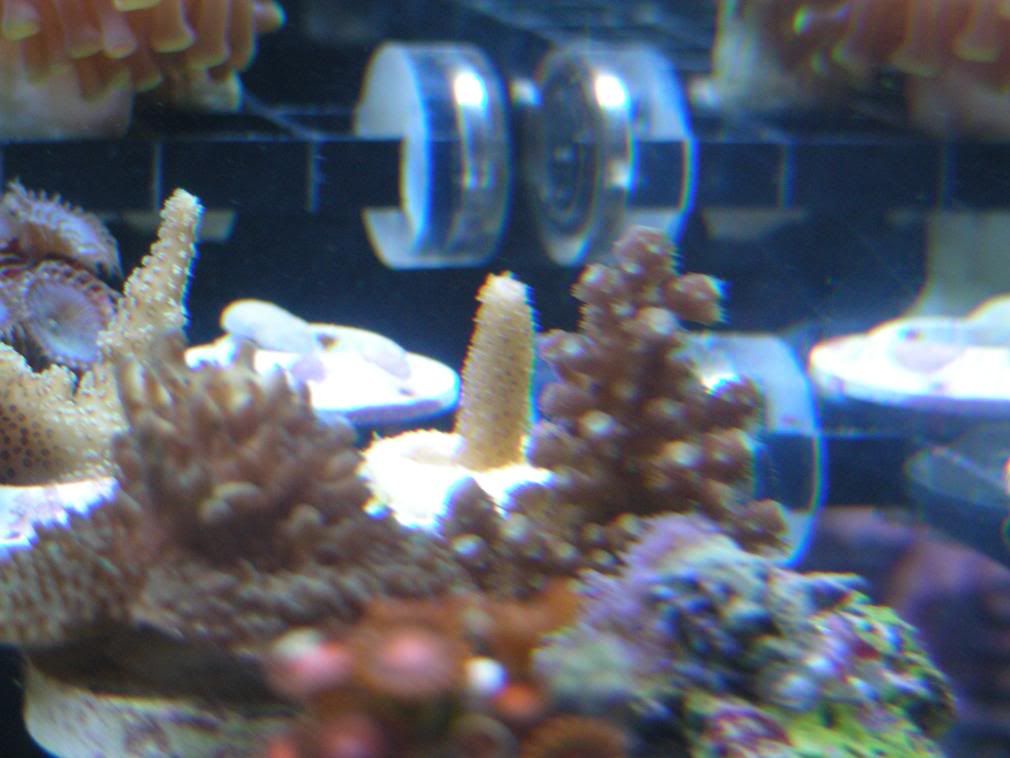 Corals8-9-08006.jpg